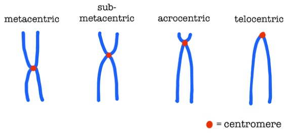 centromere