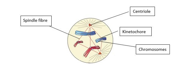 metaphase